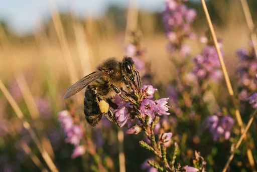 Abeille butinant une fleur sauvage d'Auvergne, macro